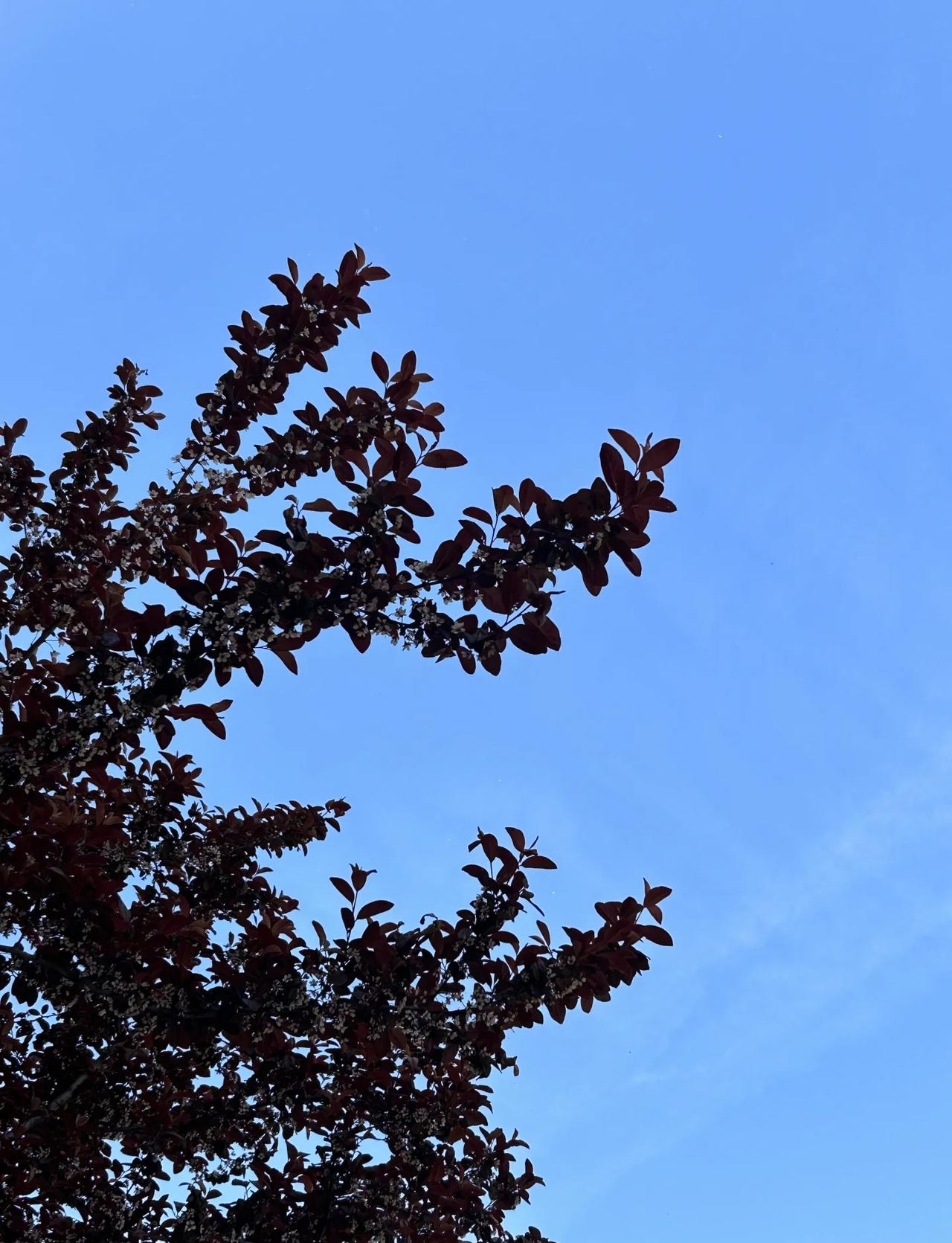 最近石家庄天太好了🔆
交换春天 抬头就能看见的美景 好天气 石家庄