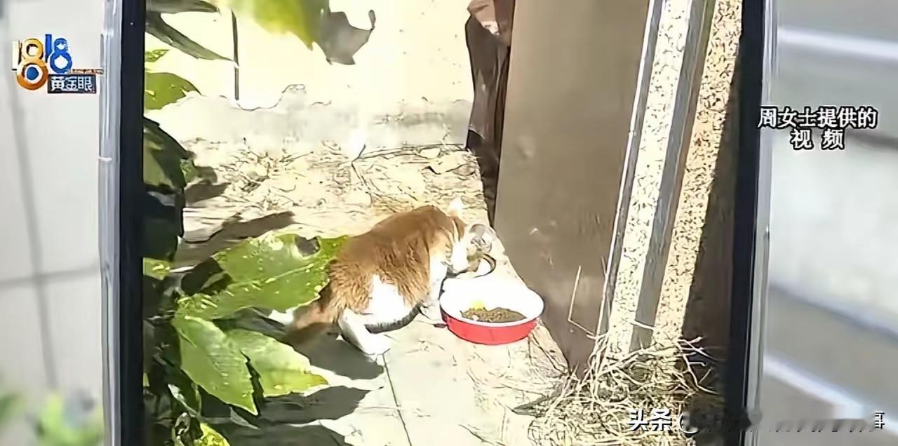 小区喂猫引发大战！宁波女子搭猫窝被物业清空，邻居怒怼：别让我们为你的“善良”买单