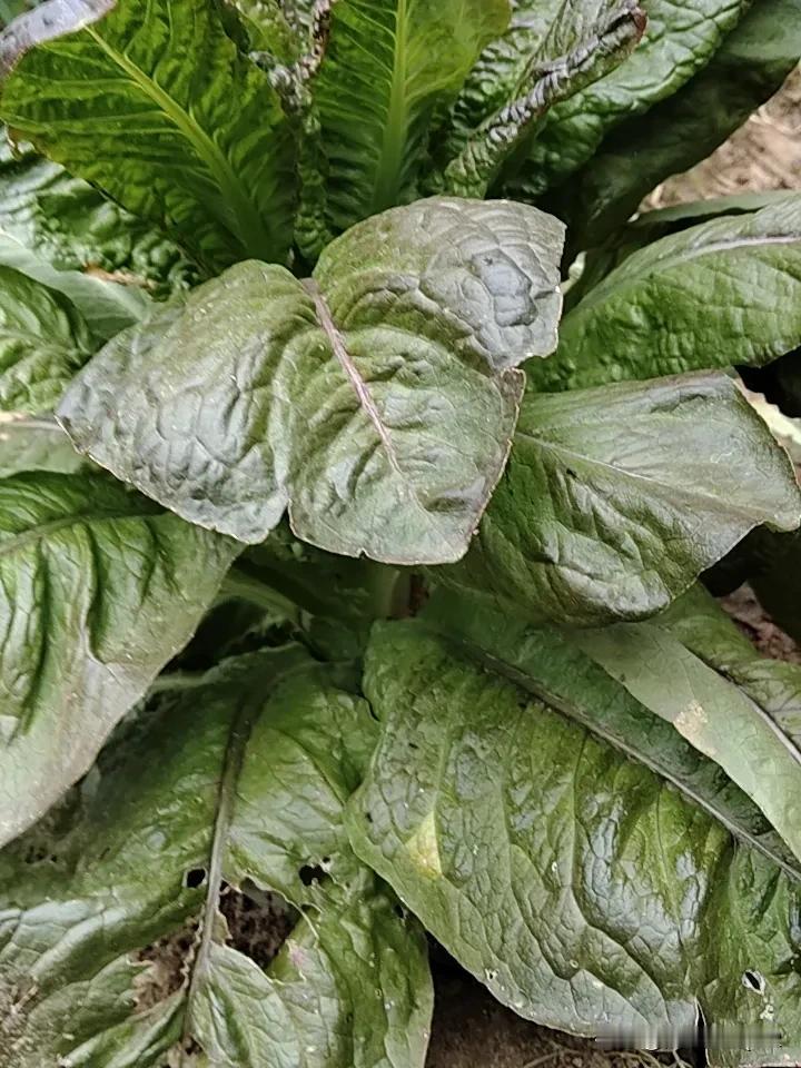 我今年就种植了红绿两种莴笋，通过食用后的体验，红叶莴笋味很淡，吃起来基本上没有什