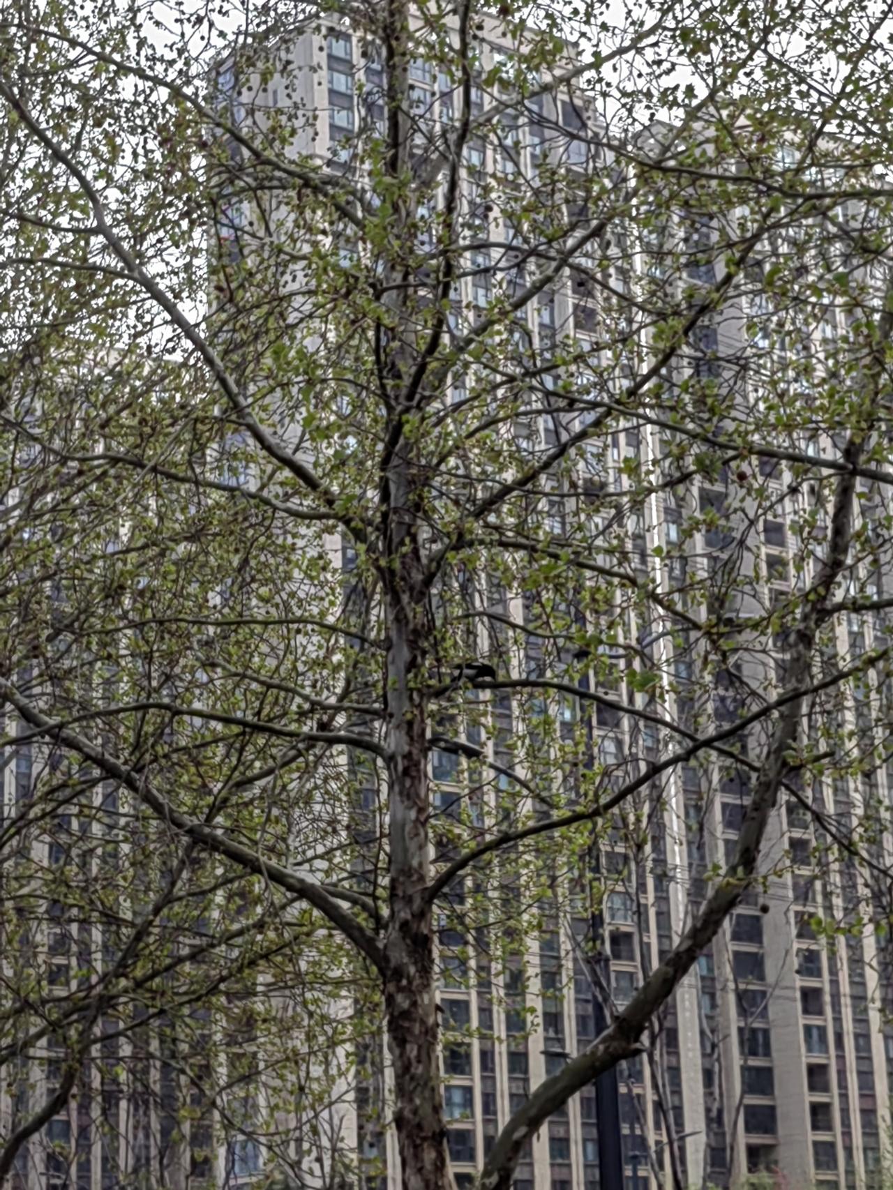 加班应该有价值，没有加班报酬的加班，大约属于无用功。