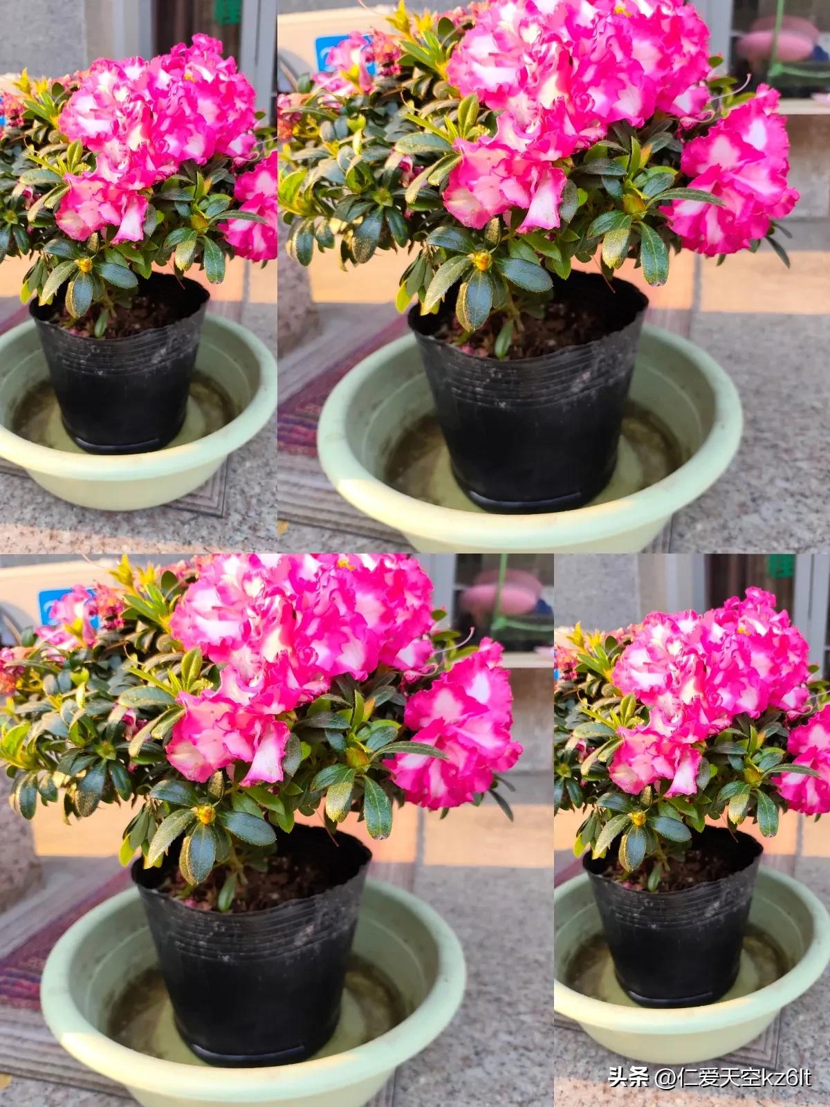 这盆杜鹃花美得扎眼！花开富贵的样子，简直是把整个春天都给请进家门了。🌺
 
参