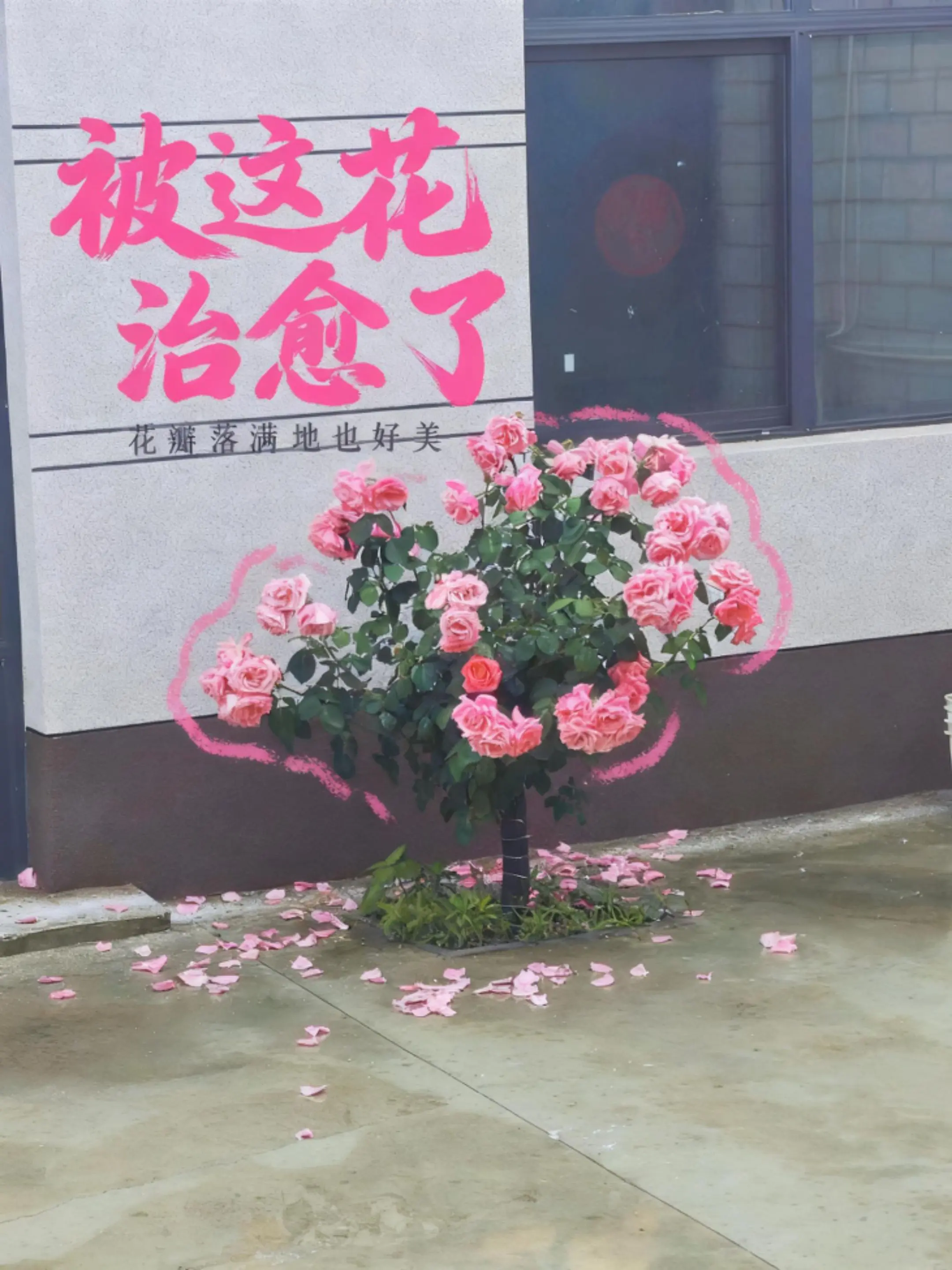 雨天，落花，为何感觉凄凉？ 当你看到落花，你是什么感觉？把你的所见所闻...