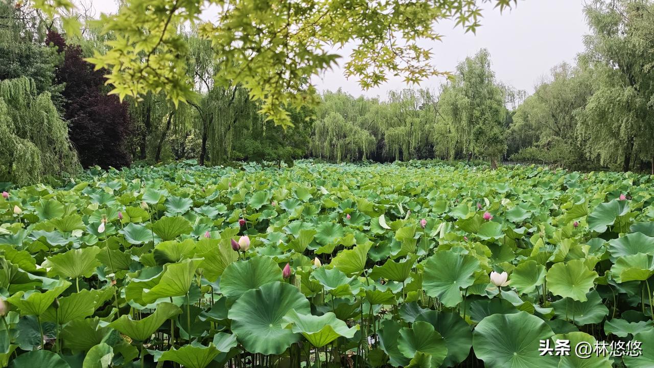 我看有人说，高考报志愿的时候，体会到古代女人攀不上高枝儿，但是又不想下嫁的感觉了