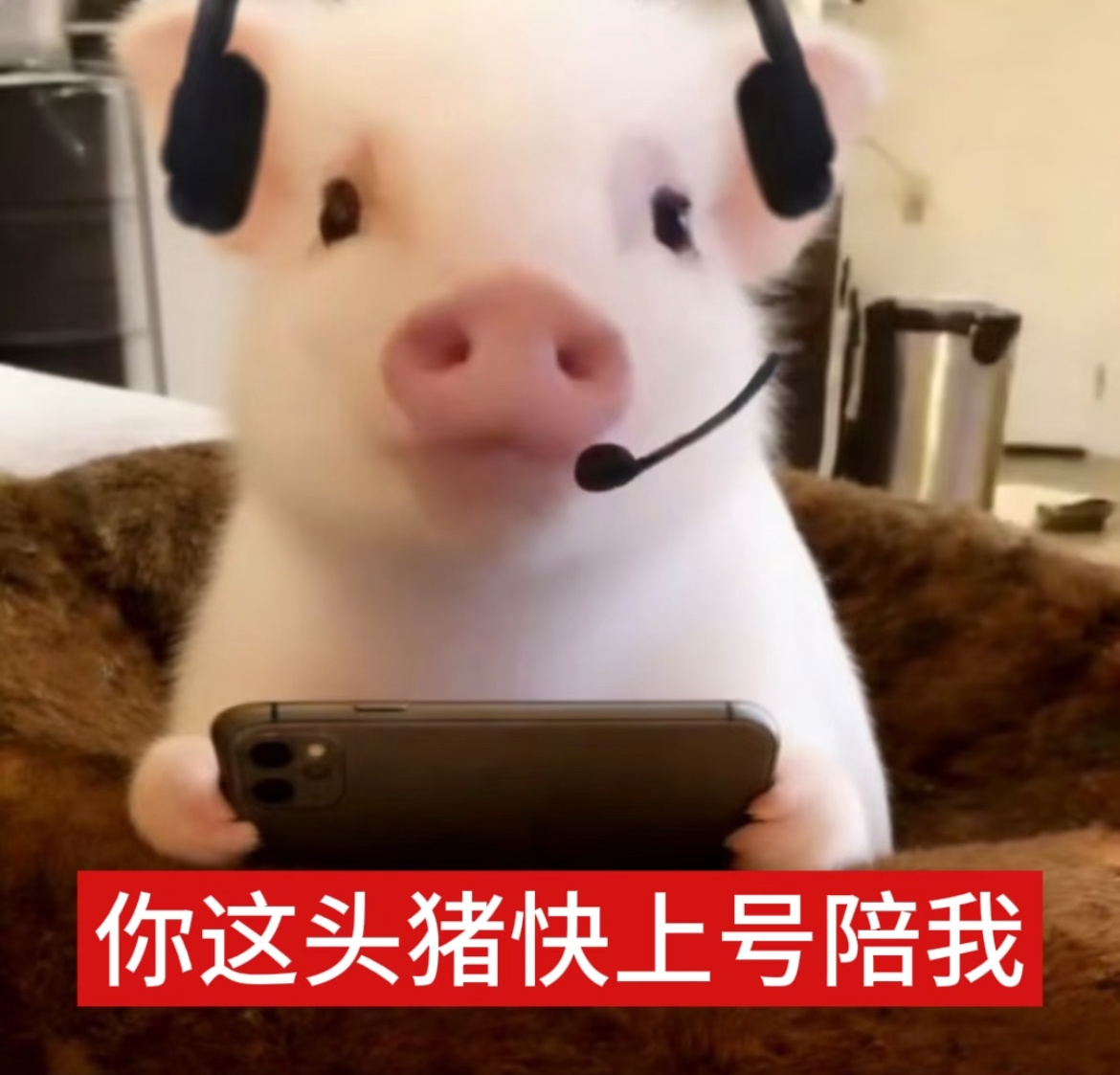 千猪万猪都是我的猪猪猪头像猪猪表情包 ​​​