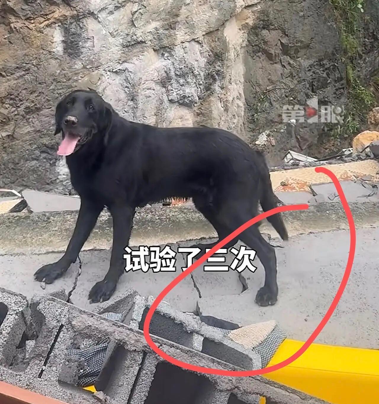 它叫“子歇”，它连续两次察觉黄色沙发的位置有生命信号。工作人员用生命探测仪，连续