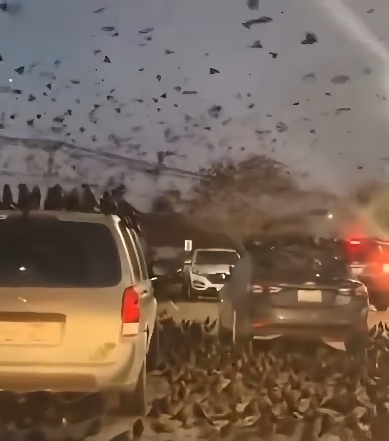 近日，以色列特拉维夫的街头和天空出现了大批的黑色乌鸦。

这些鸟类成群结队遮天蔽