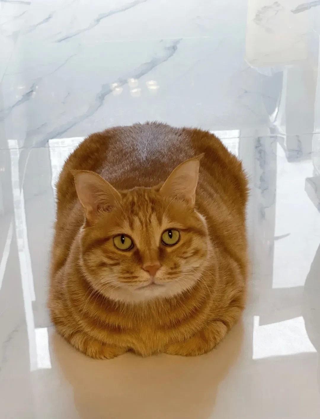 橘猫驹、橘、矩、巨，都挺合适！