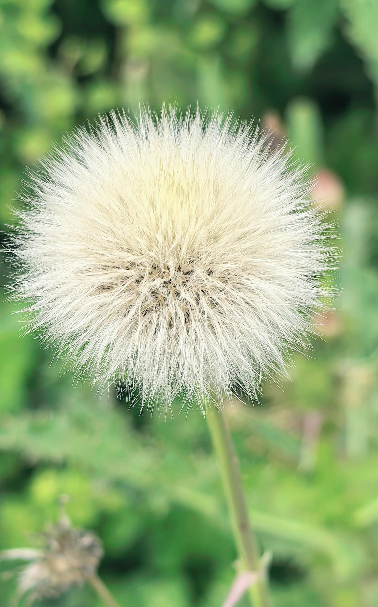 其实我们与蒲公英一样，看似自由自在，但还是身不由己，风往哪吹，就往哪里走，投资如