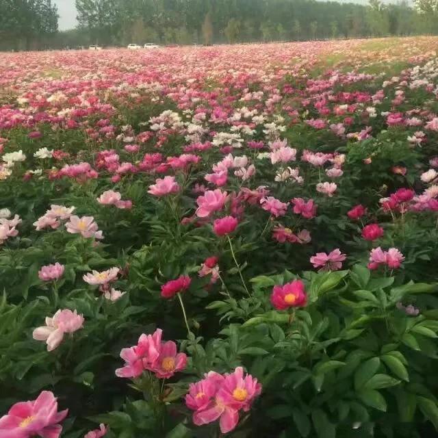 药材种植，大家都在做订单种植，诸如一些药材产销对接会，也要分清楚一些“真假订单”