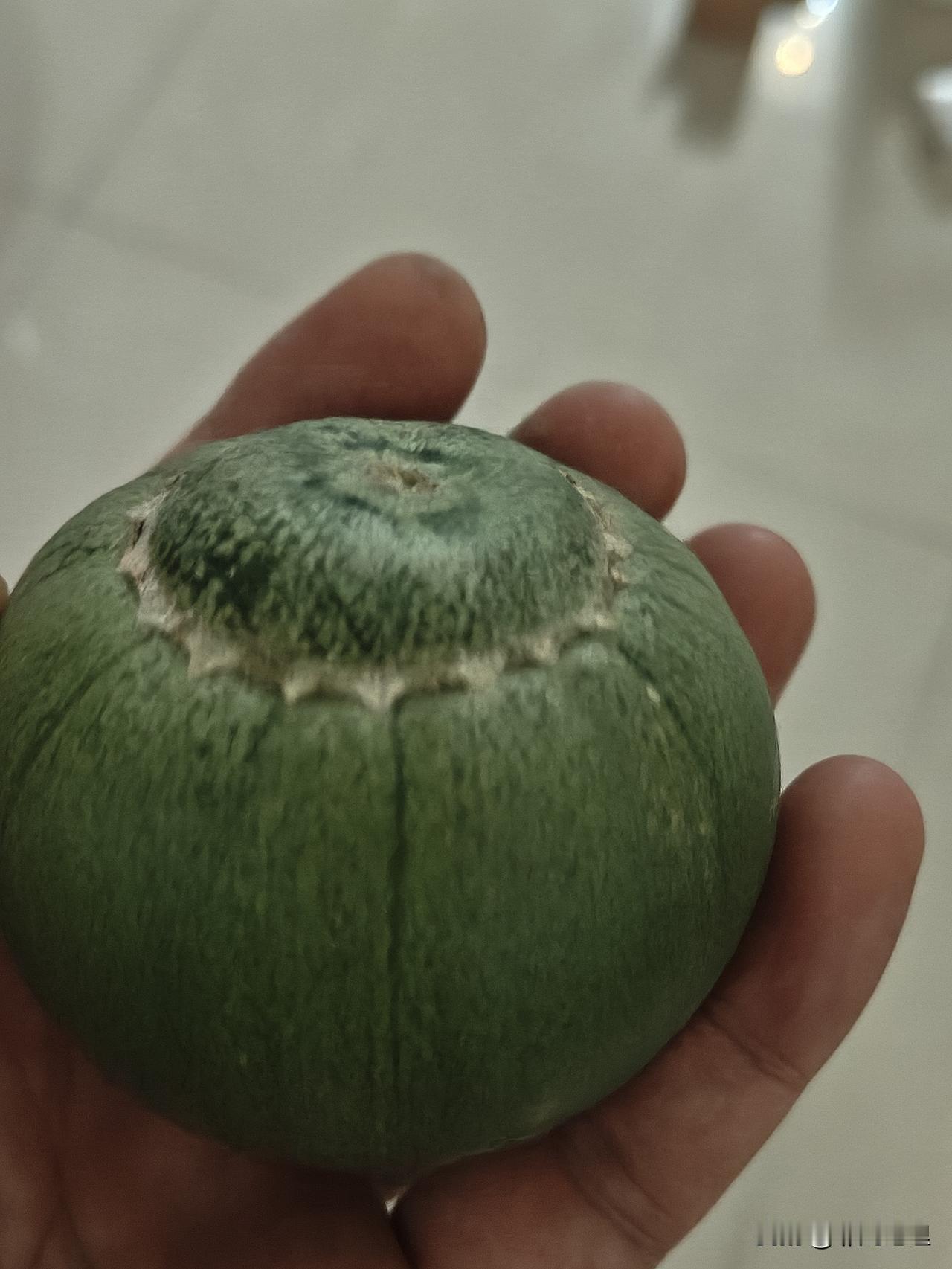 五块钱实现水果自由[捂脸]一个星期也吃不完！

大集上面说一块钱一斤，还有一块五
