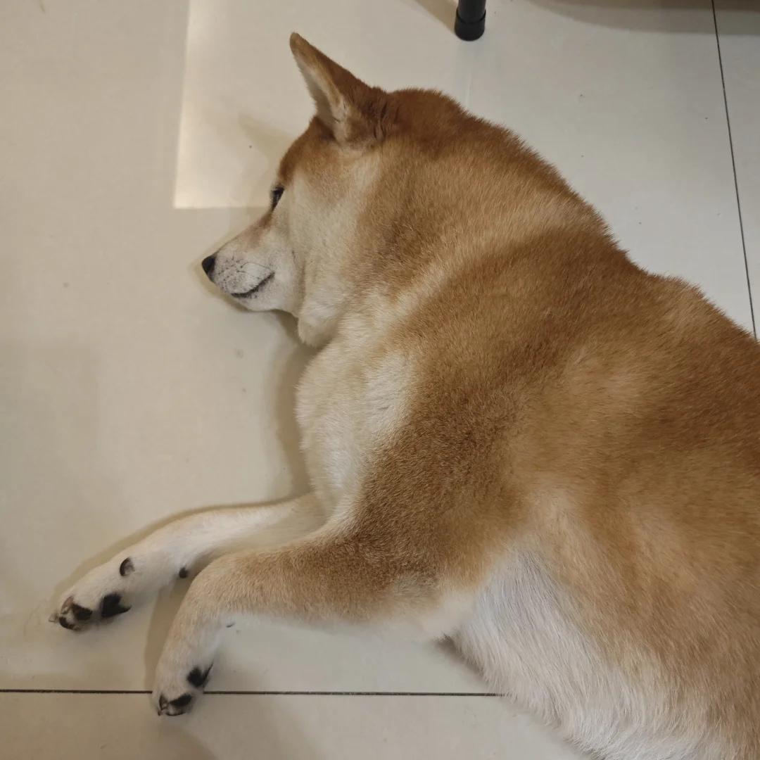 被没牵绳的狗咬了，情绪一直很低落