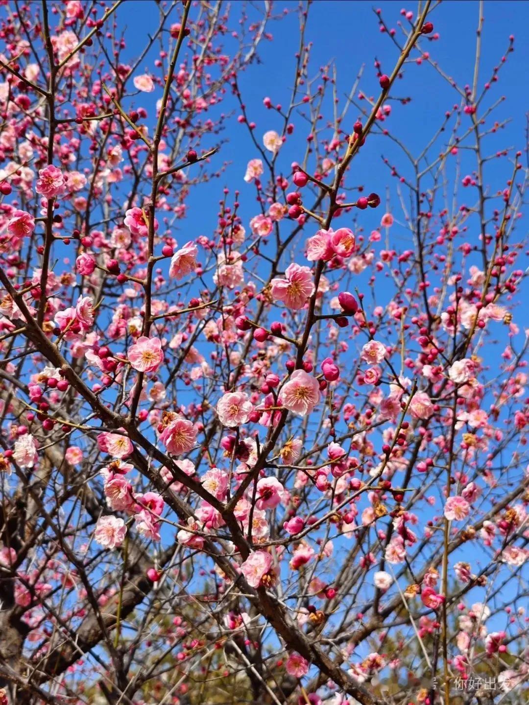 红梅花儿来，富贵吉祥永平安。
拍梅花与你分享 公园梅花随手拍 随手拍梅韵 风景，