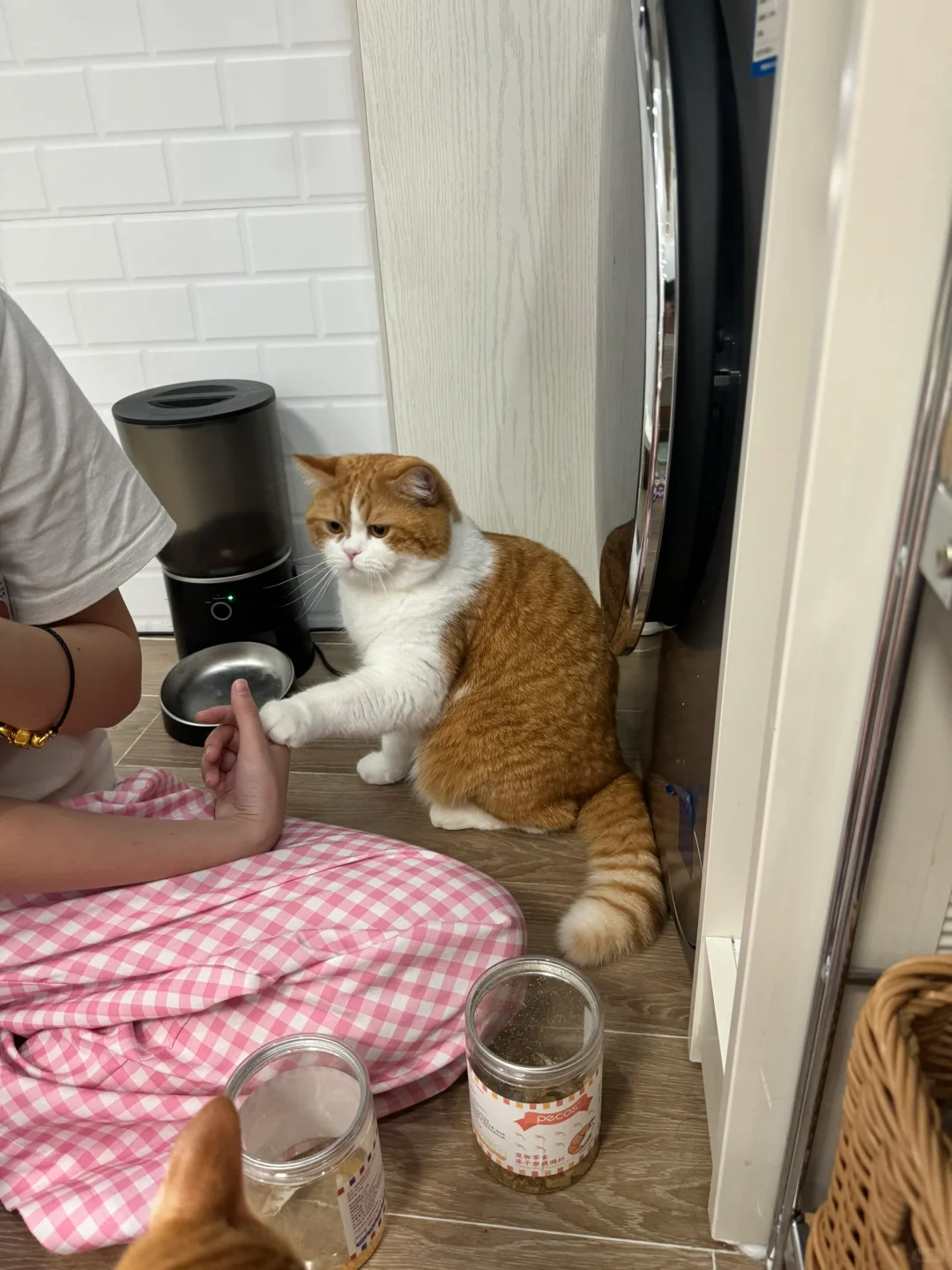 人要学会拒绝动物表演