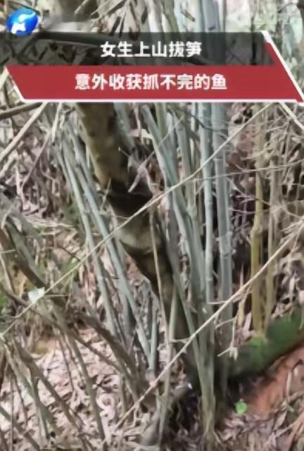 4月28日，贵州深山里，一名女子上山采春笋时，意外发现一处快干涸的水潭，女子路过