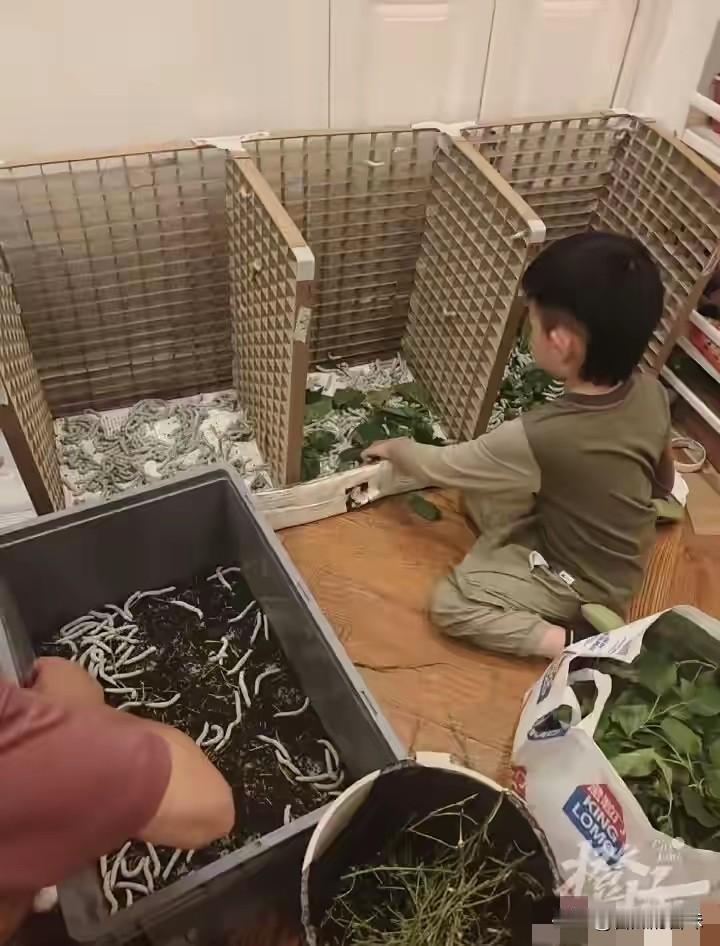 太疯狂了！武汉，6岁儿子一句想做蚕丝被，爸妈网购1万粒蚕卵，如今家里结了5000