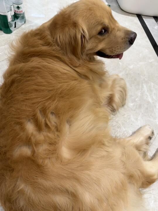 啊啊啊啊啊一不小心在小狗身上摸出一个手印