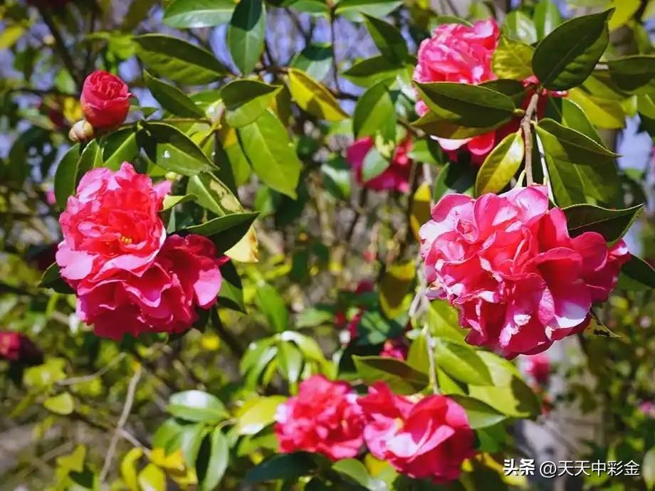 中医药文化深度疗愈

· 云南·楚雄：依托彝族医药“治未病”理念，这里有国家级非