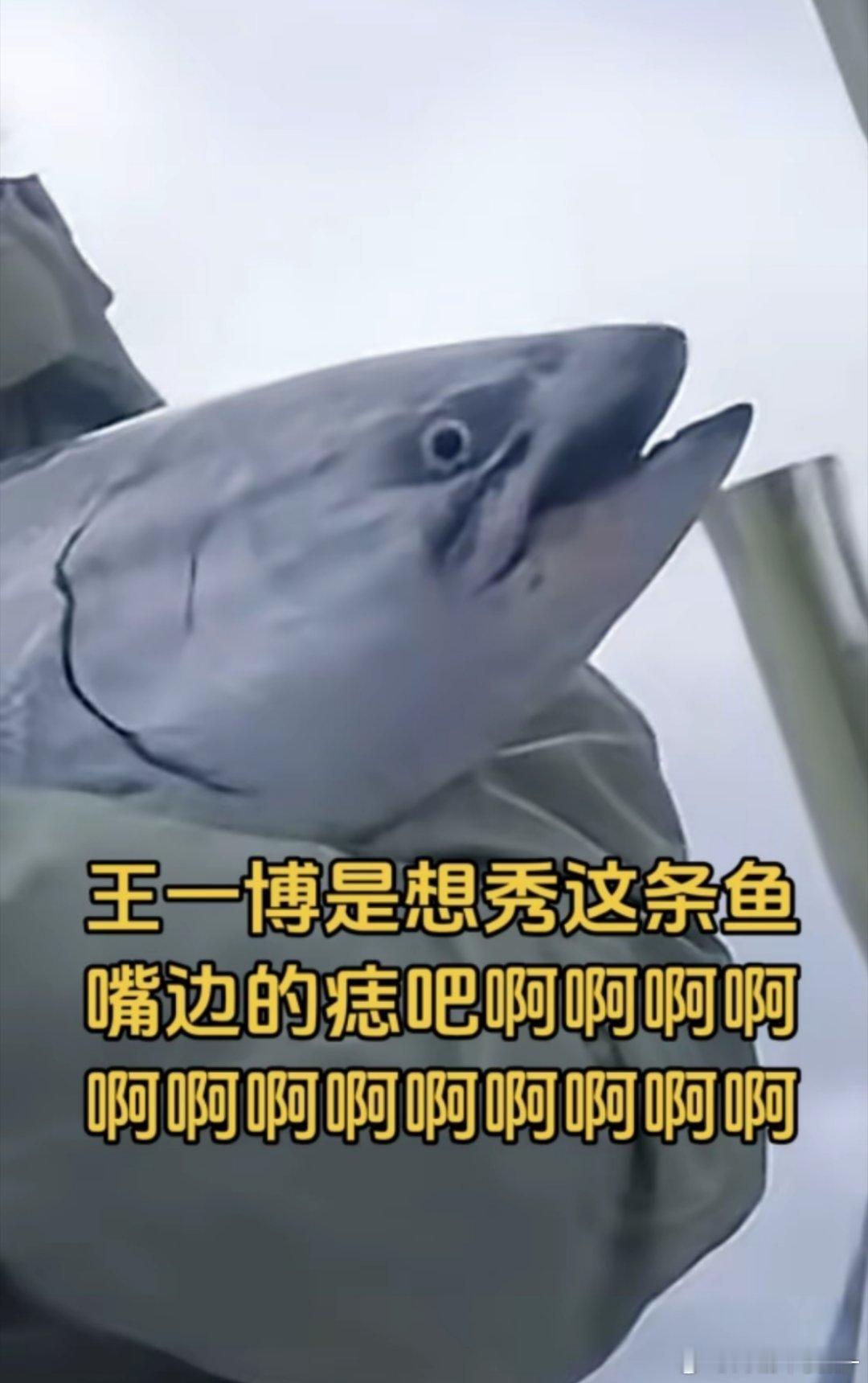 我要笑死了。。。可能连王一博也没想到 这条三文鱼居然还有唇下痣吧