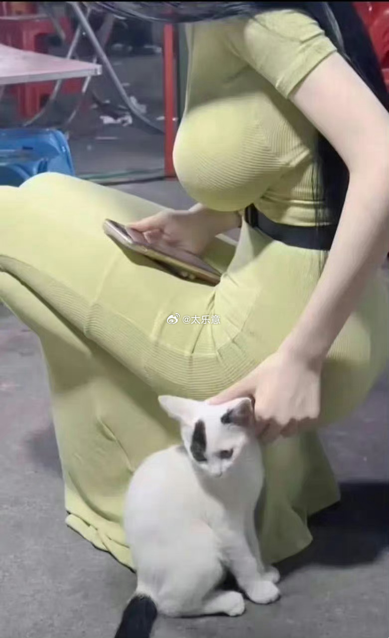 可爱的小猫 ​​​