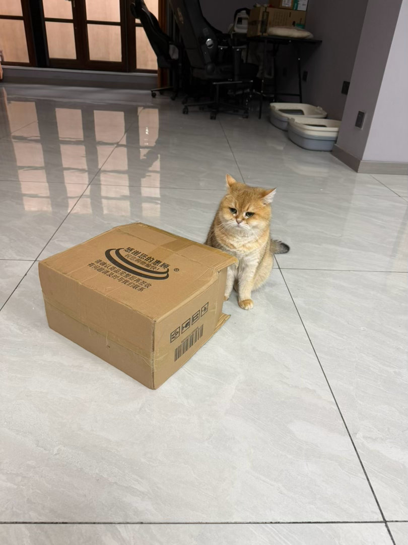 猫宁！豆豆的新玩具！志伟说是特地给我买的，他是真的尊重董事长！