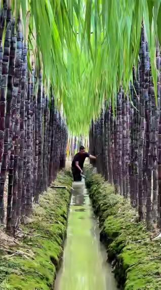 最近看到一则新闻，贵州8名务工者，在广西柳城忙活3个月，砍下220亩甘蔗，拿走1