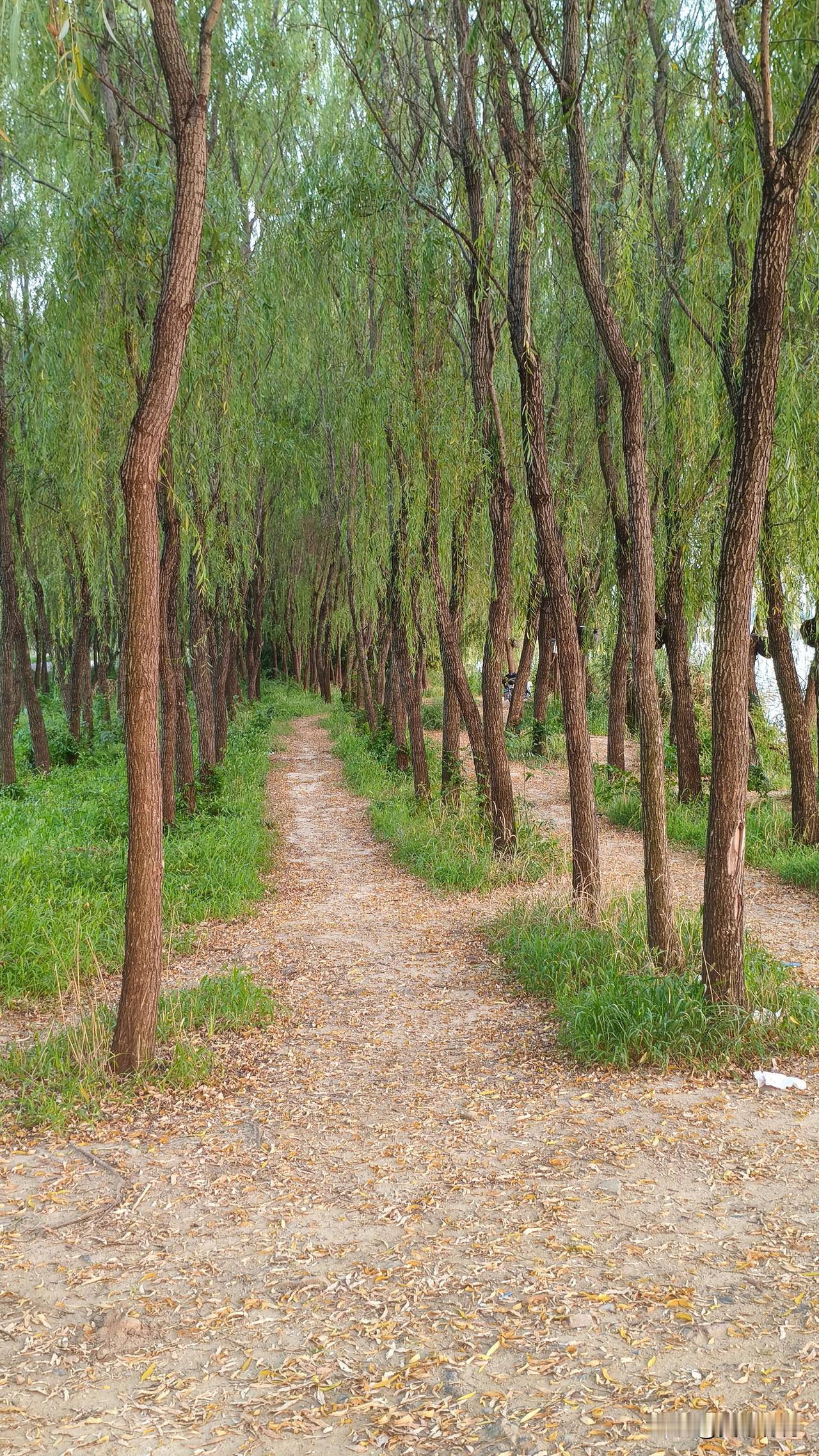 夏日生活打卡季幽幽林间立，悠悠寸草心。
