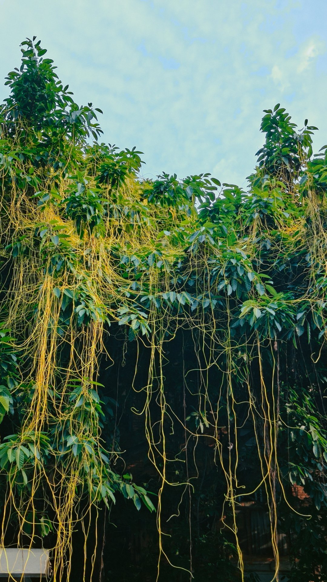 随手拍李现现在见山海 也不知道这个啥植物，这是根还是滕啊?，长得像瀑布一样