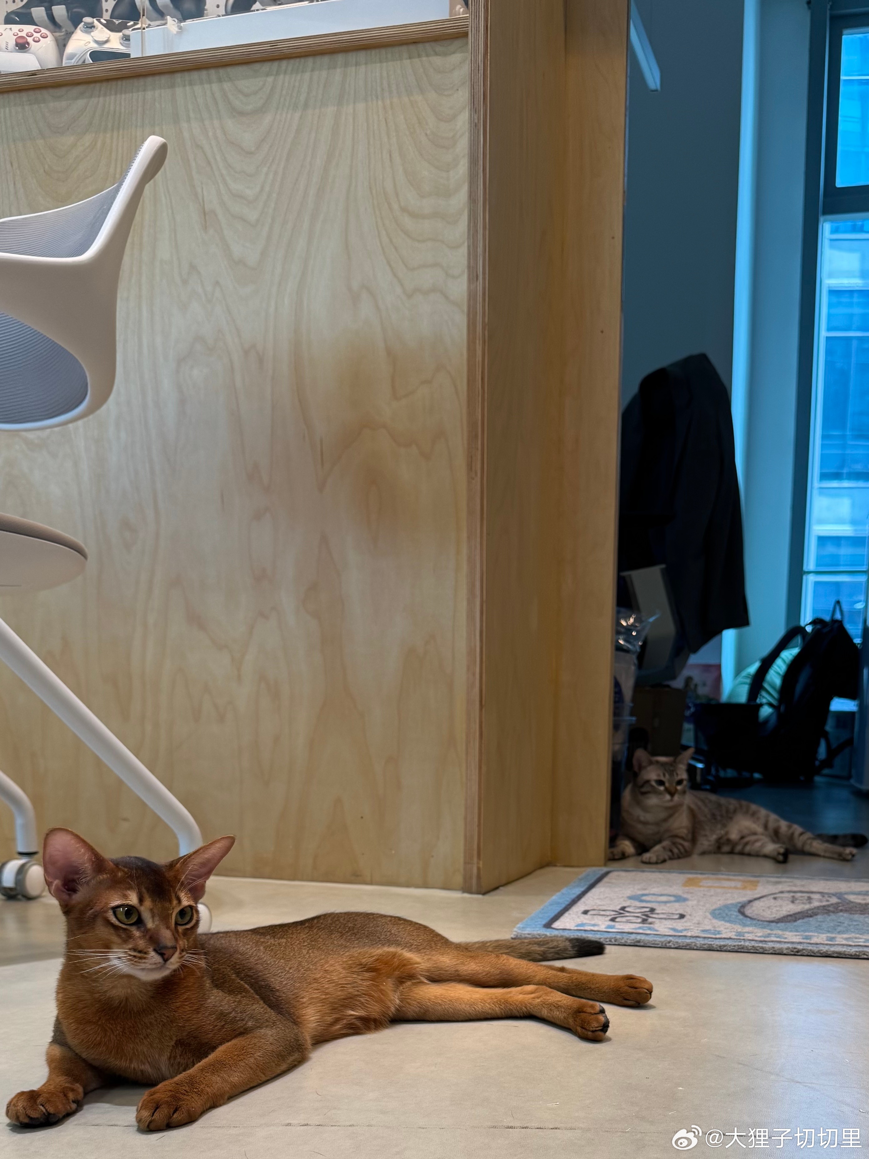 难得和睦相处的姐弟时光😺 ​​​