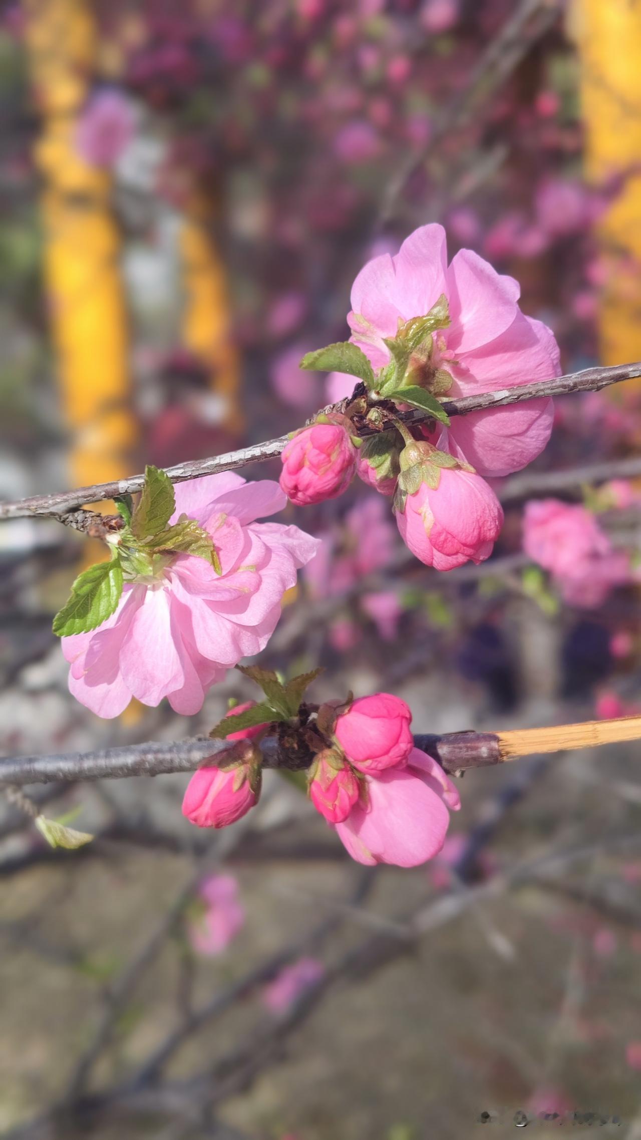 我老妈得了老年痴呆了，我居然偷偷松了口气，这回我妈享福了，终于不用在给我弟一家当