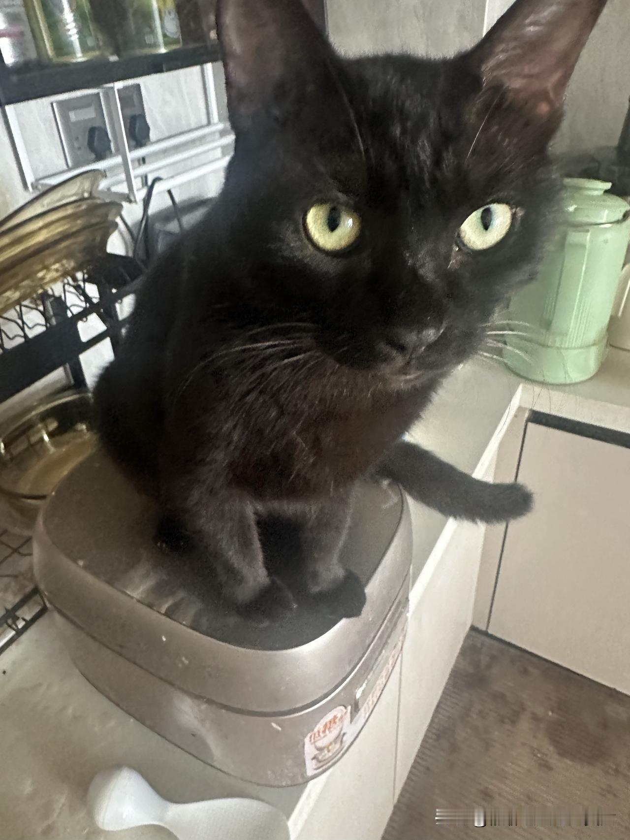 你家的猫是不是也很可爱?
