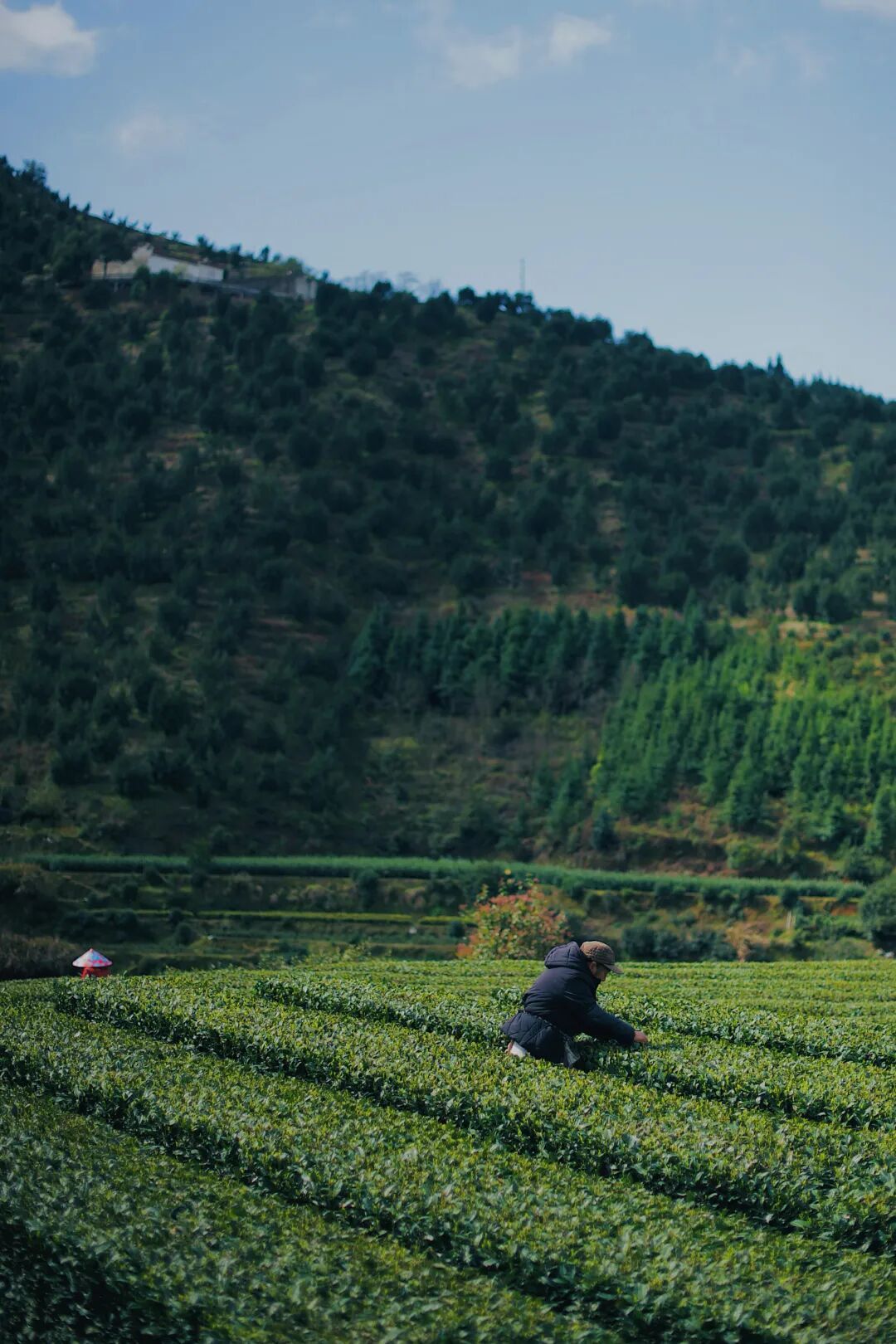 不用寻春，松阳的春都在一杯茶里✨每年二三月，茶山叠翠，新芽满枝，茶农抢抓晴好天气
