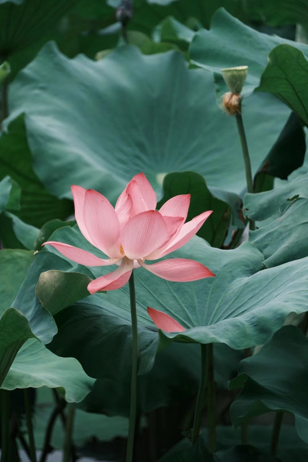 不过西湖的荷花确实好看两年前绕着西湖逛了半圈看荷花杭州西湖将连续一周撒7吨漂白粉