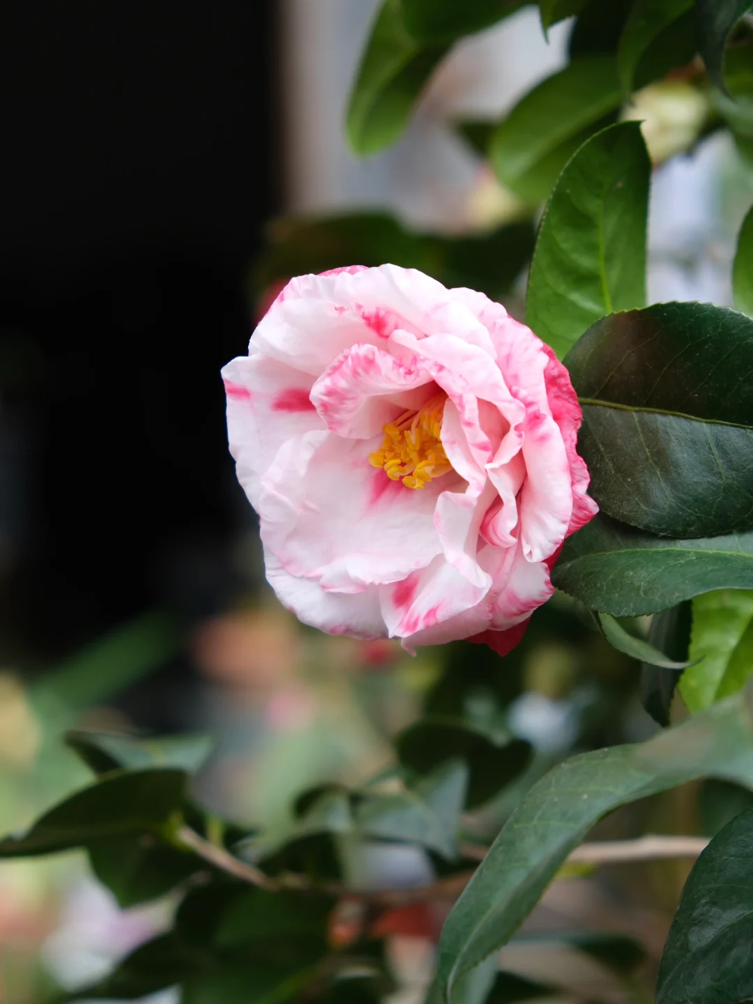 茶花 岩跟绞