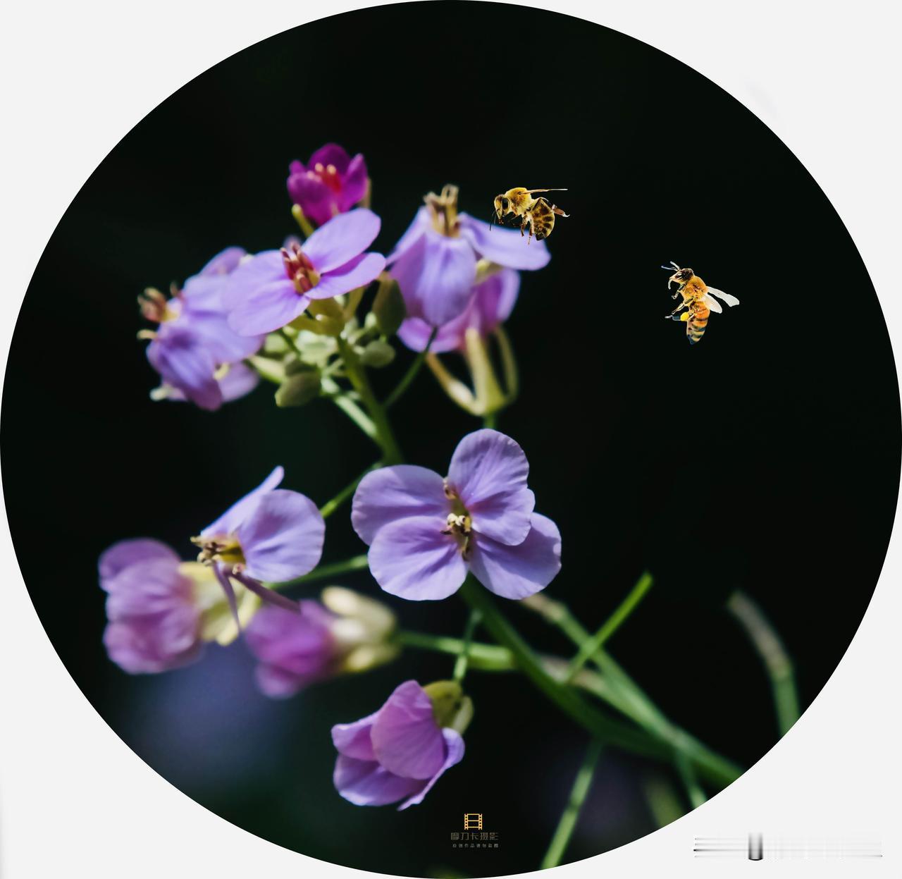 春光不语，花开有声。紫色花簇里，蜜蜂穿梭不停，这是自然写给人间的温柔诗行，藏着生