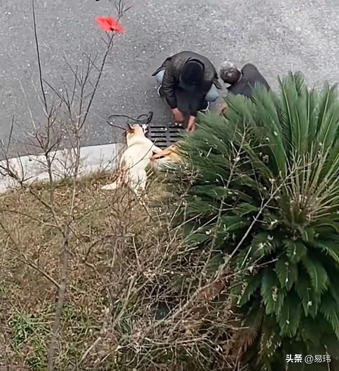 太坏了！这天一位小姐姐在家休息，一大早听到楼下的公园可有人在说话，于是就去窗台上