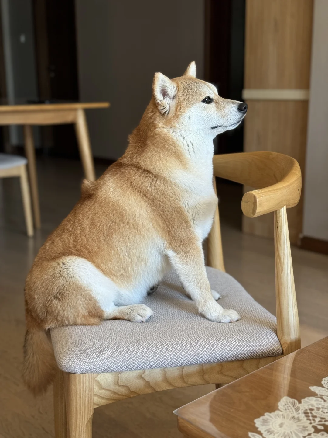 端正坐好🧎‍♂️‍➡️