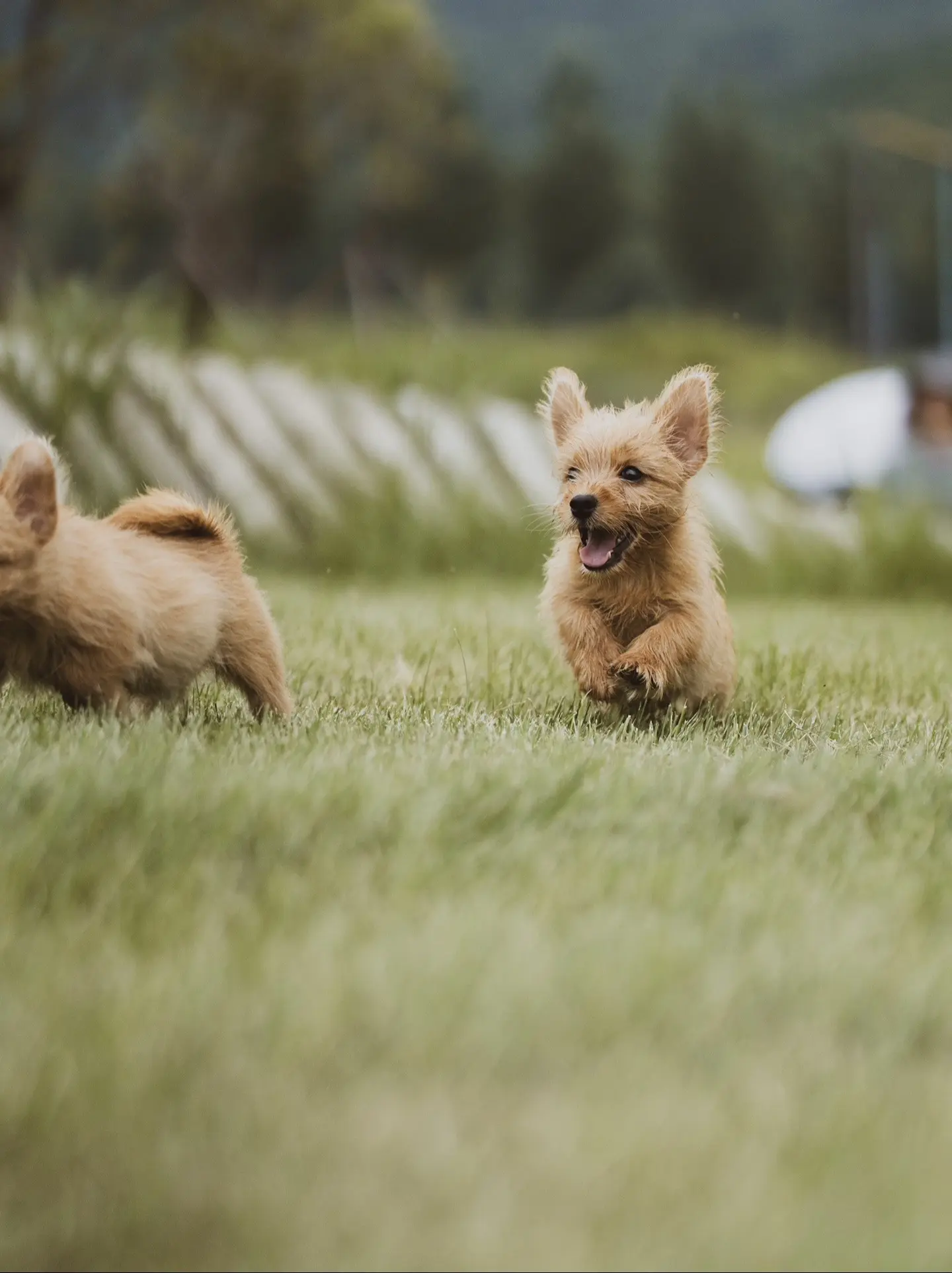 松子的弟弟都出生啦谁能拒绝一直诺维奇宝宝。诺维奇养着体验感太好了！