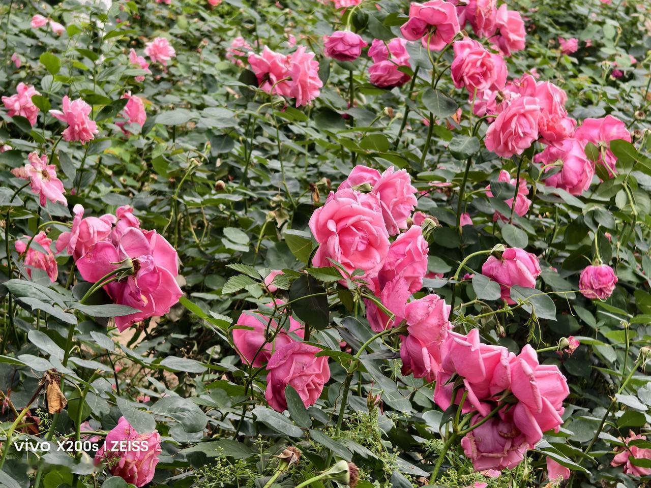 晒图笔记大赛玫瑰花盛开：随州市《玫瑰花公园》内的玫瑰花盛开，吸引了不少的市民前来