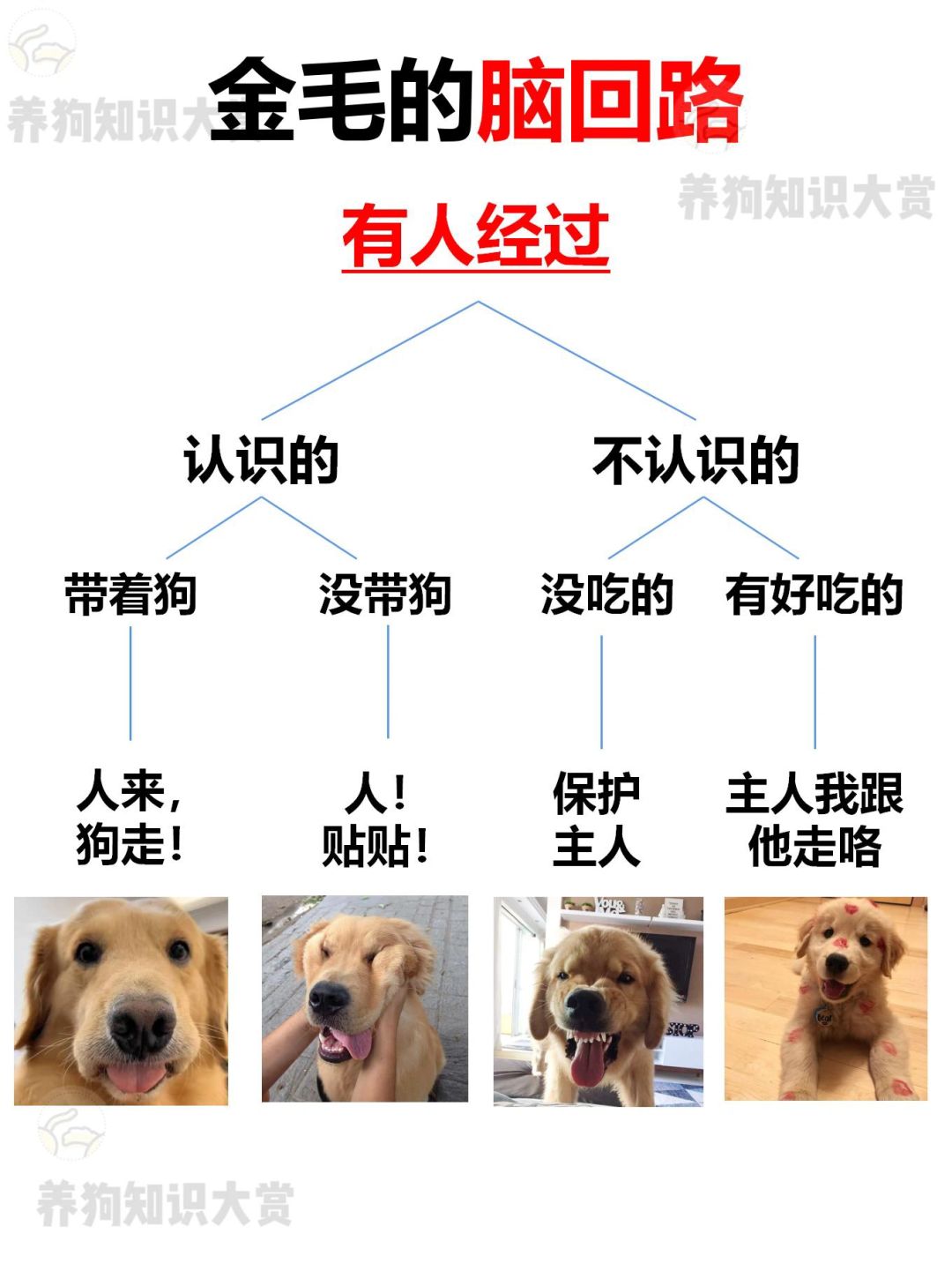 关于金毛的脑回路