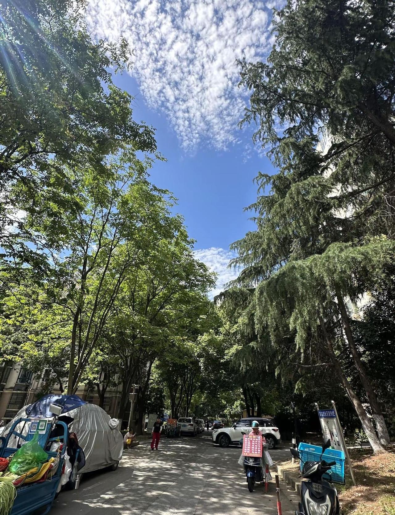 买菜时拍的治愈绿💚。今天买菜中途停下来的时候，忽然发现眼前一片绿油油的，看着特