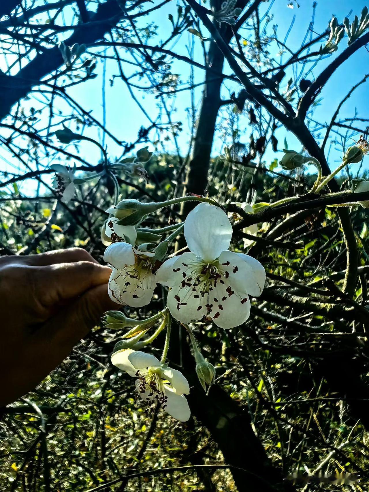 冬日生活打卡季白梨花瓣浸在晴光里，蕊间碎红像落了星子，指尖轻近时，风裹着浅香晃了