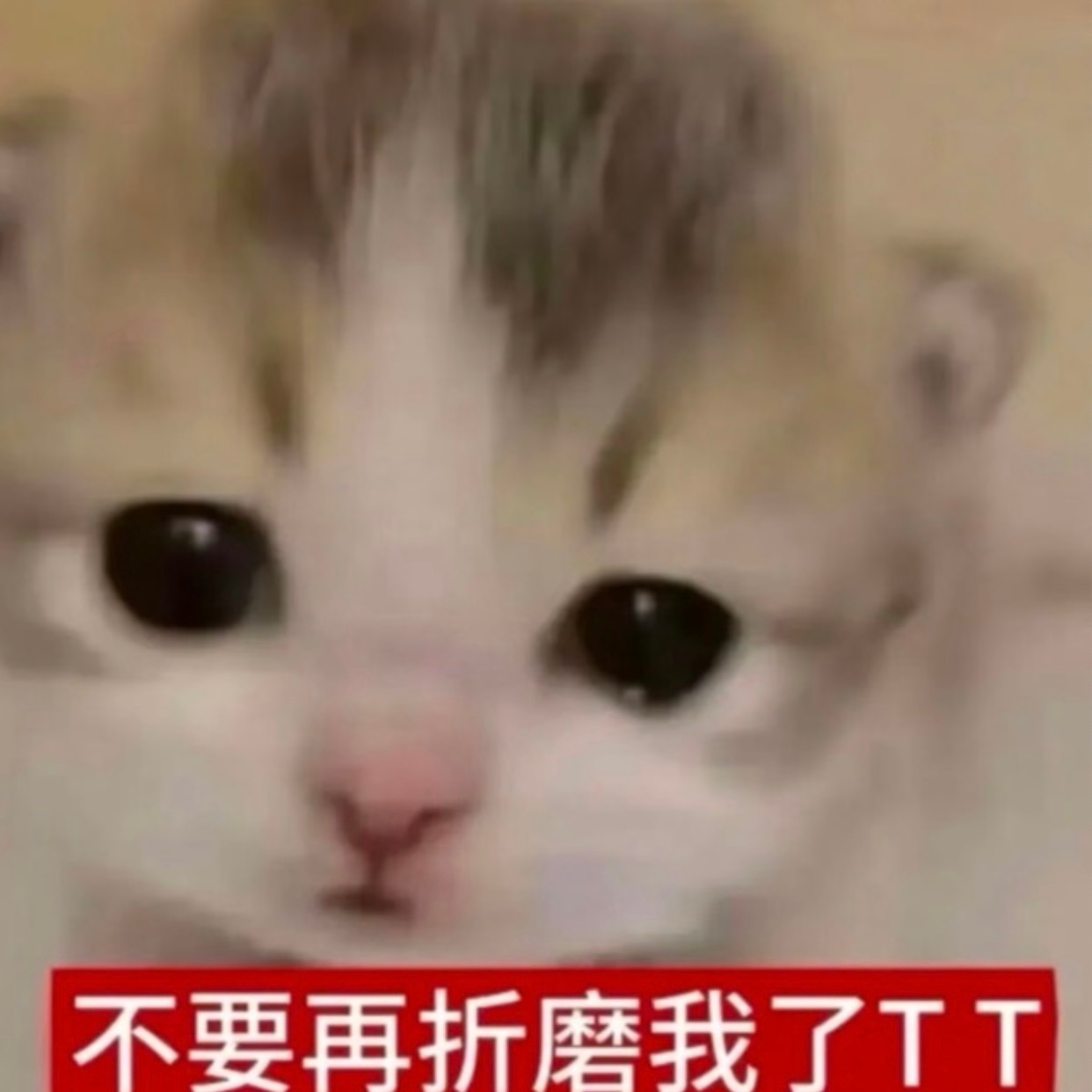 俩猴系一个叫小咪一个叫小猫  自嬷男们放过猫好吗 