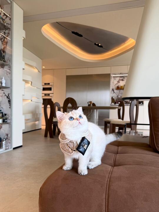 这只小猫活得比我还要精致～
