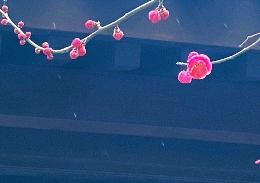 魔都飘雪❄️
📍上海 
几年了上海在大寒这天飘雪了，好美！上一场雪还是23年1