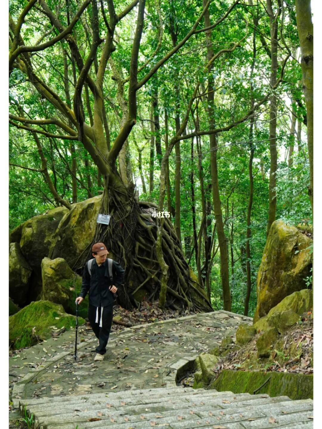 这里是我在东莞见过最美的森林徒步秘境