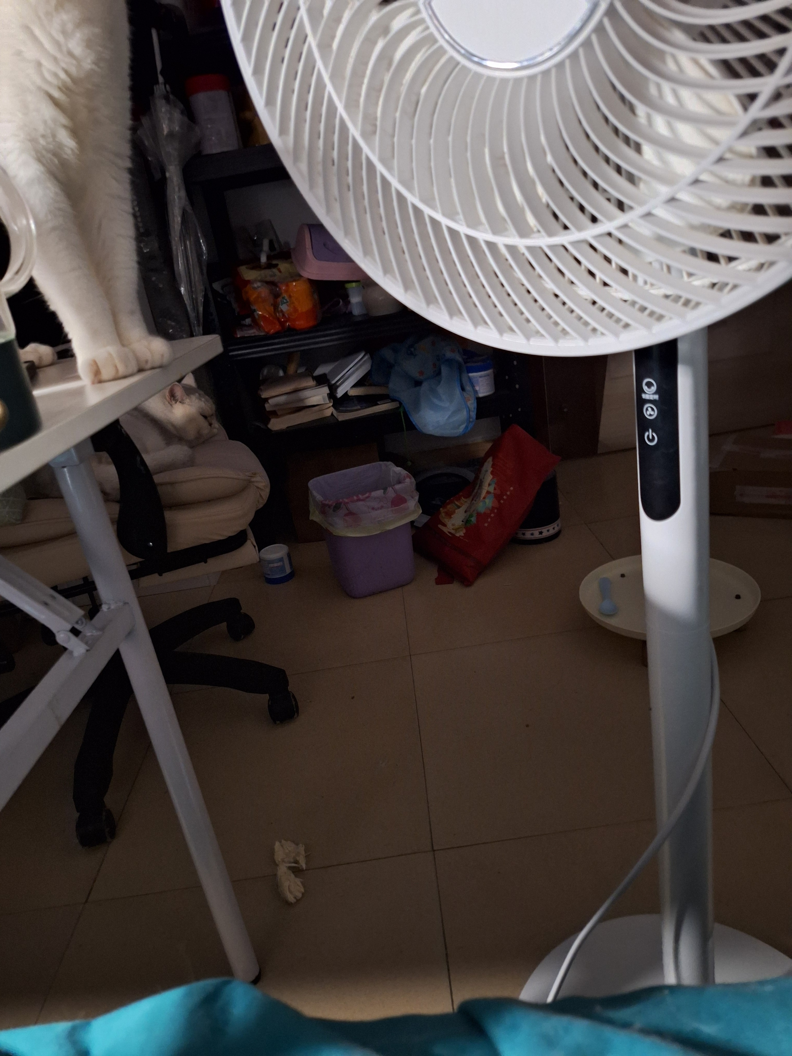 凌晨5点，我没睡着，我的猫也都没睡着。 