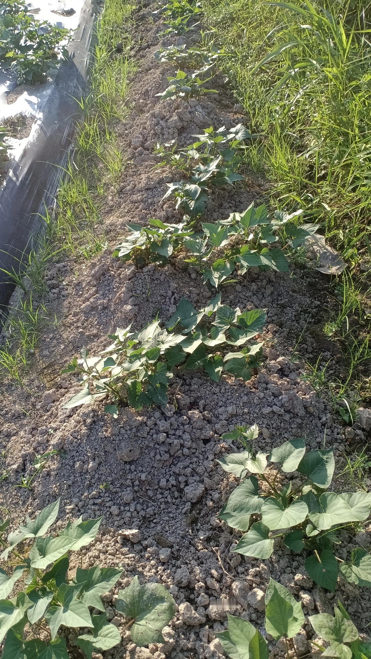 红薯盖膜种植，湖南地区有没有产量？昨天村里一个大叔，说我今年这么种红薯，会没有产