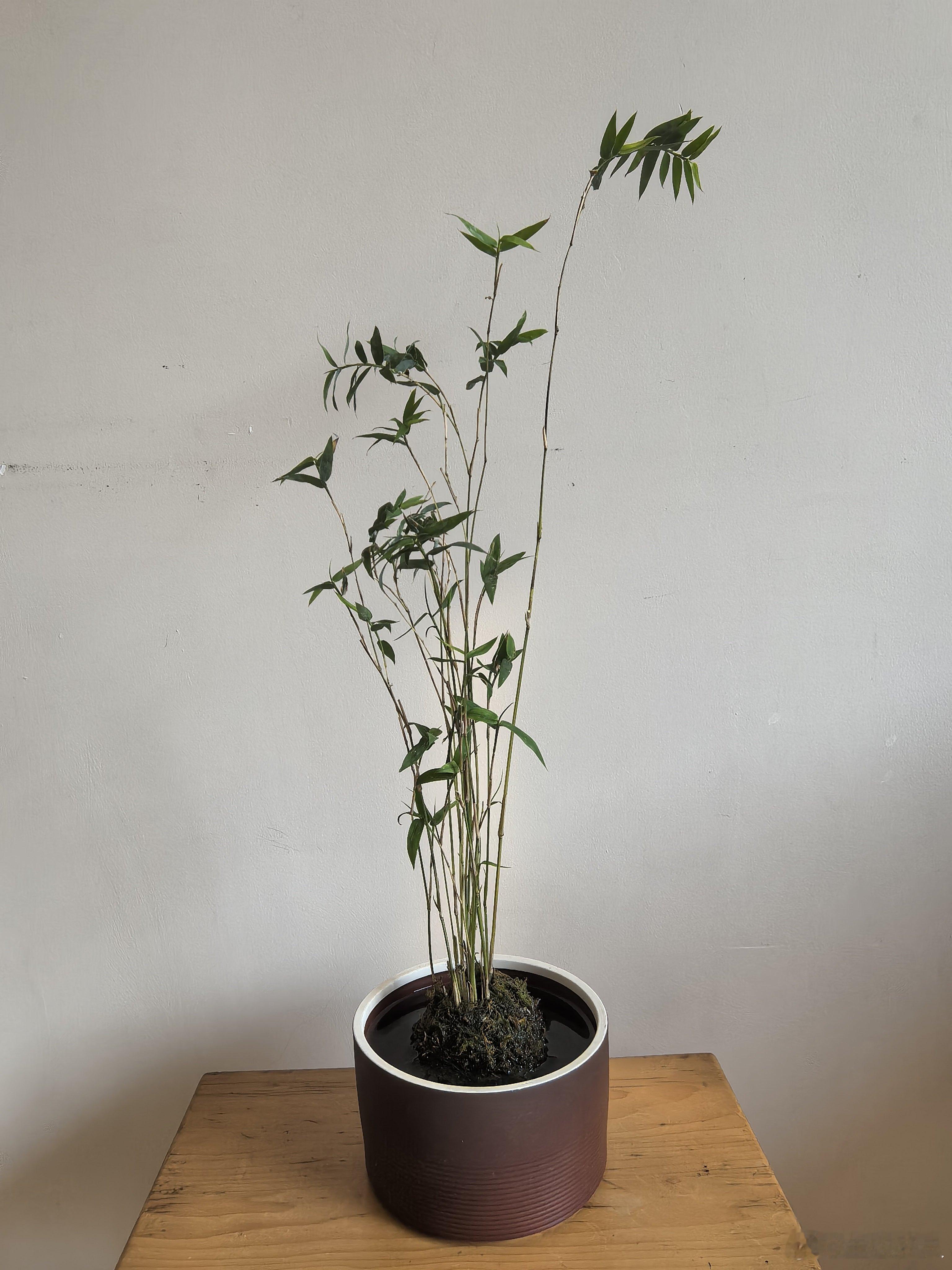 绿水青山·美丽中国行 素室一隅，竹影婆娑。茎似谦谦君子，叶带淡淡清风。不争不扰，