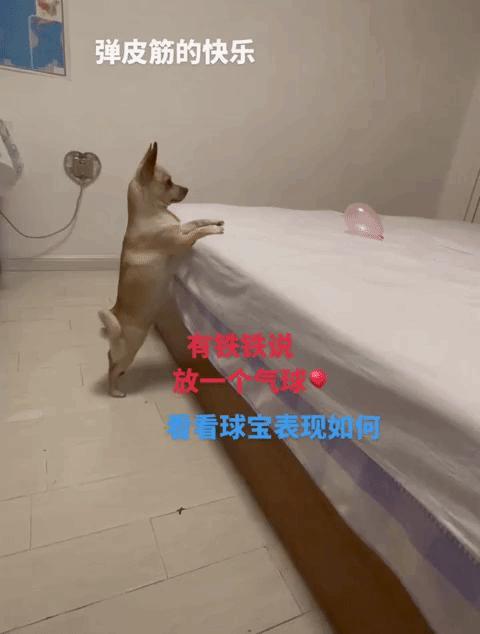 它看上去很会玩，第一次看见小狗狗用皮筋打气球玩，做狗它也做了一只快乐的狗。
网友