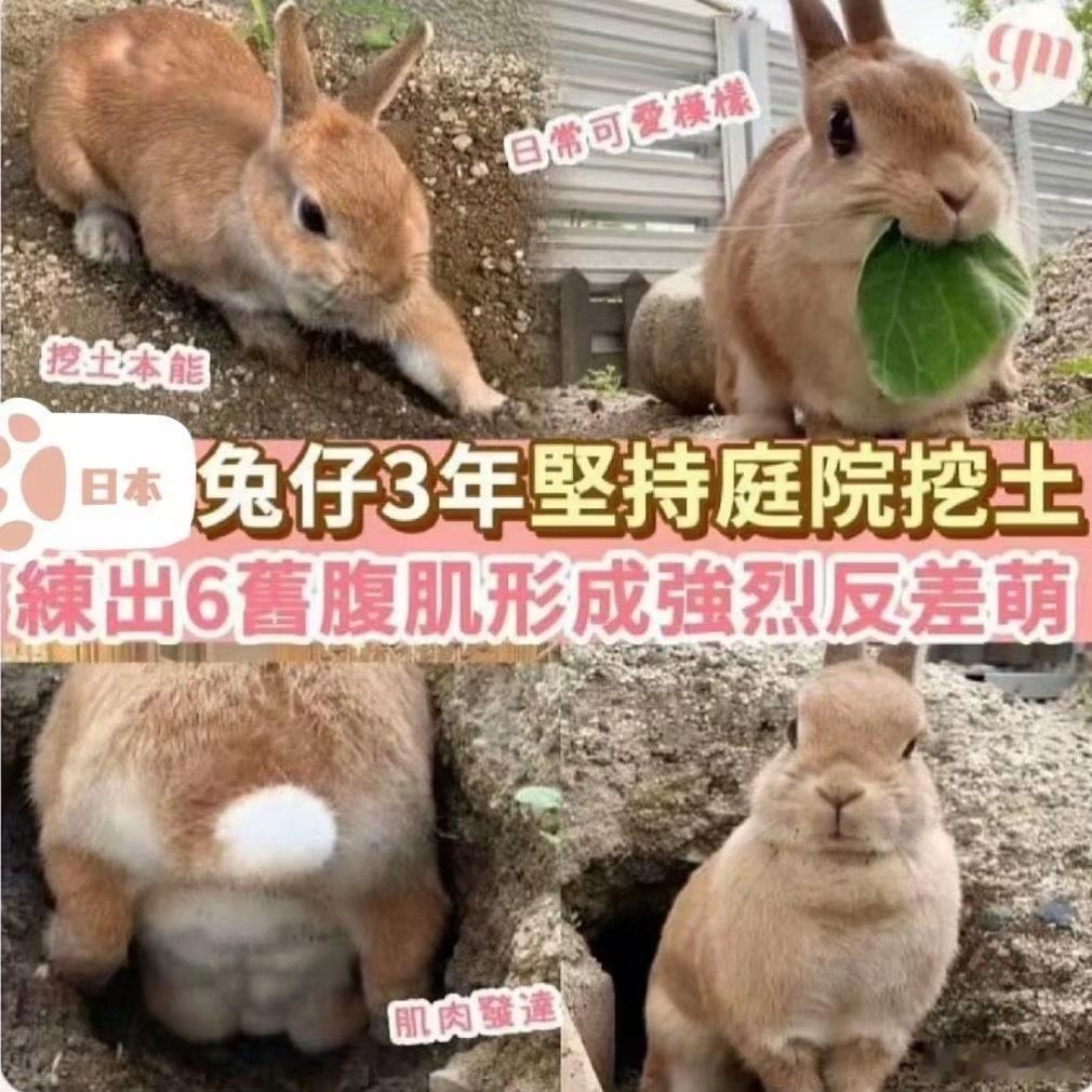 日本一位网友家的兔兔，坚持挖土然后长出六块腹肌 
